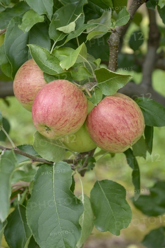 Apple (Malus domestica 'Rekarda'), Bundessortenamt Prüfstelle Wurzen, Wurzen, Saxony, Germany