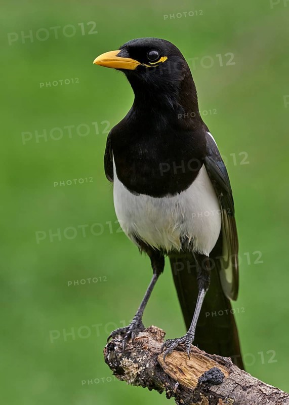 Yellow-billed Magpie (Pica nuttalli)