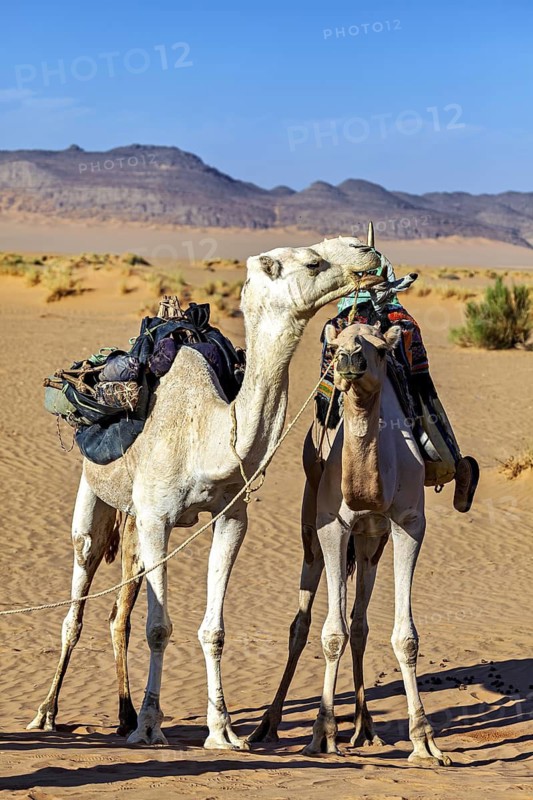 Two camels, saddled and ready, stand side by side in a flat desert landscape, Tuareg with his camel caravan in the Sahara in Algeria