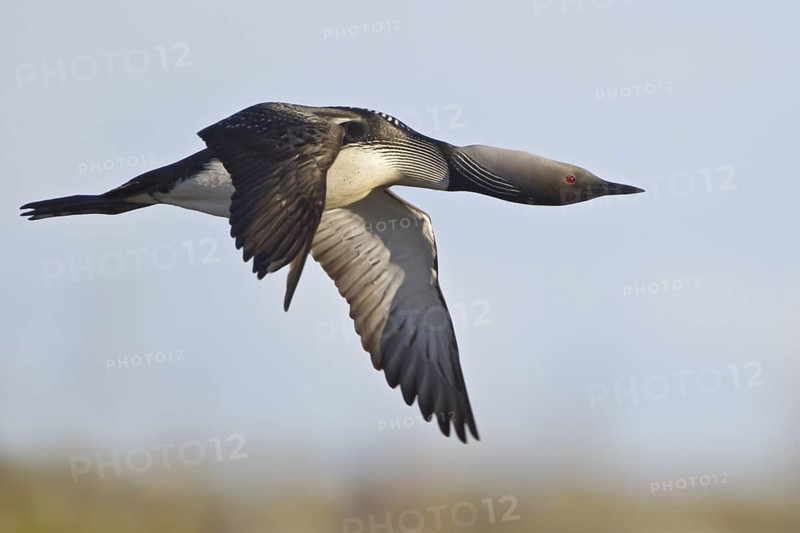 Pacific Loon (Gavia pacifica) flying, Manitoba, Canada