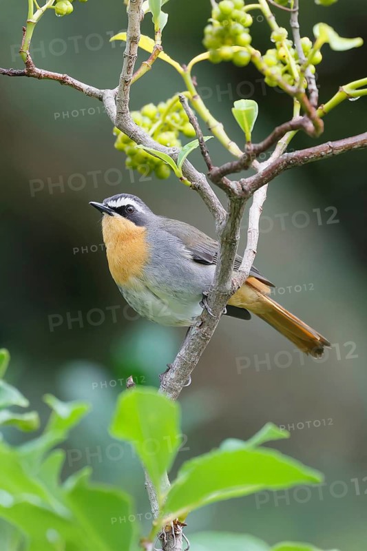 Cape Robin (Cossypha caffra), adult, on bush, vigilant, foraging, Kirstenbosch Botanic Gardens, Cape Town, South Africa