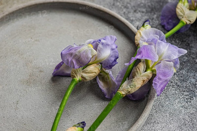 Top view of delicate, wilted iris flowers laying in a shallow, round concrete tray on a textured gray background
