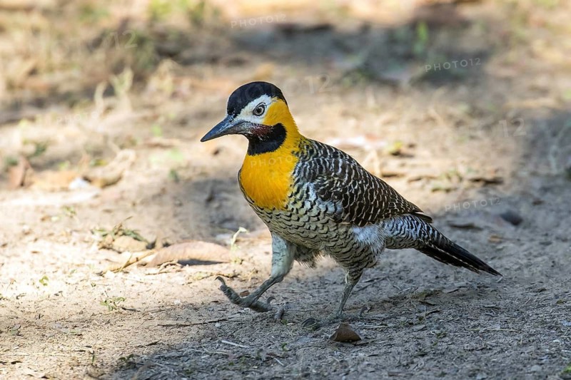 Field woodpecker, (Colaptes campestris), Mato Grosso, Brazil, South America
