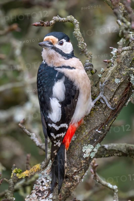 Great spotted woodpecker (Dendrocopos major) on an old pear tree with moss-covered branches, Baden-Württemberg, Germany