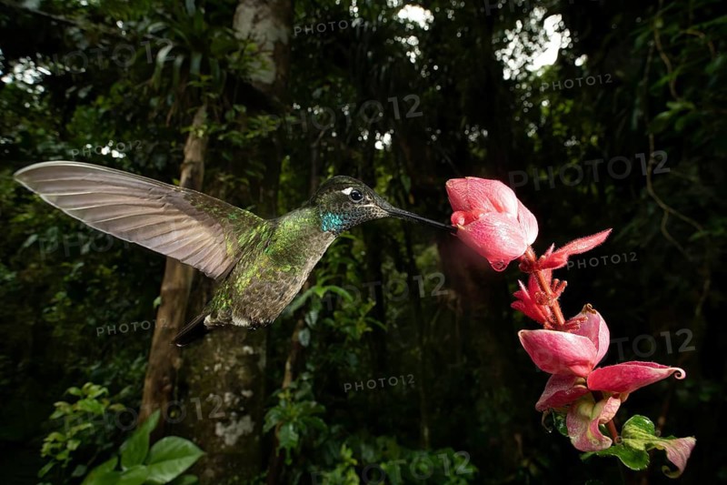 A stunning purple throated hummingbird hovers near vibrant flowers in the cloud forest of Cerro Punta, Panama, showcasing the rich biodiversity and beauty of this unique habitat