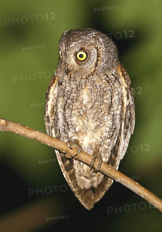 Eurasian Scops Owl (Otus scops), Serra de Estrela, Portugal