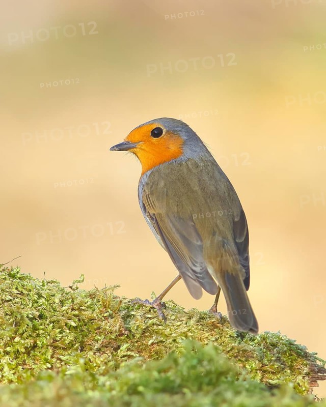 Robin (Erithacus rubecula), foraging, winter feeding, sitting on moss, wildlife, songbirds, animals, birds, Siegerland, North Rhine-Westphalia, Germany