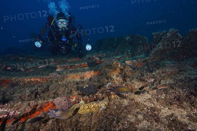 Diver exploring a wreck with Mediterranean moray eel (Muraena helena) and fish in the background, dive site Giens Peninsula, Mediterranean Sea, Porquerolles, Provence, Côte d'Azur, France