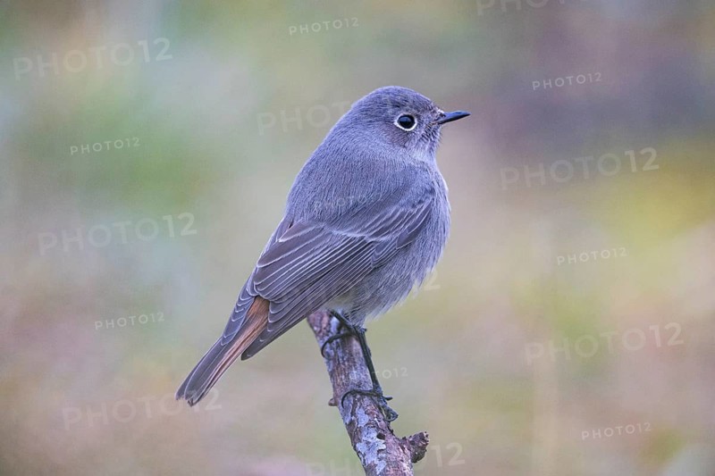 Redtail (Phoenicurus ochruros) Germany