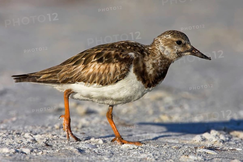 Turnstone, (Arenaria interpres), Animals, Birds, Snipe family, Ft. De Soto Park, Heligoland, Schleswig-Holstein, Germany