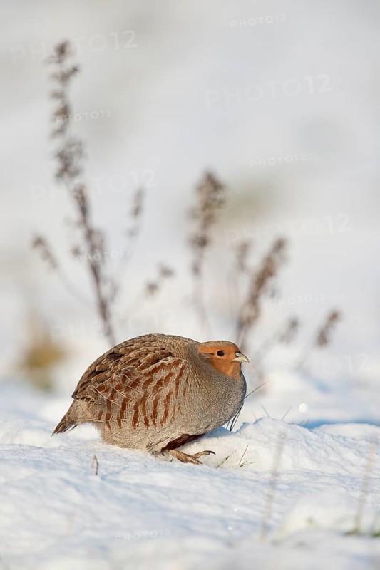 Grey Partridge (Perdix perdix) perched on snowy field, North Rhine-Westphalia, Germany