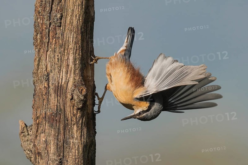 Eurasian Nuthatch (Sitta europaea) spreading wings, Aosta Valley, Italy