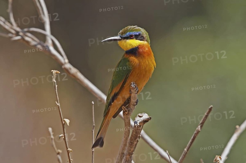 Cinnamon-chested Bee-eater (Merops oreobates), Samburu, Kenya