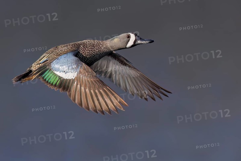 Blue-winged Teal (Anas discors) flying above pond in Manitoba, Canada