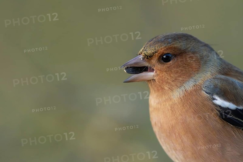 Eurasian chaffinch (Fringilla coelebs) adult male garden bird feeding on a sunflower seed, Suffolk, England, United Kingdom