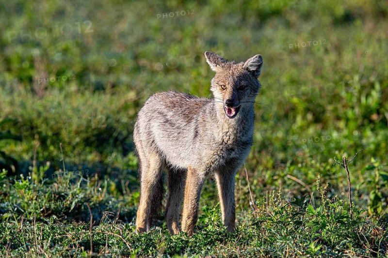 Side-striped Jackal (Canis adustus) Ndutu Aerea Tanzania March