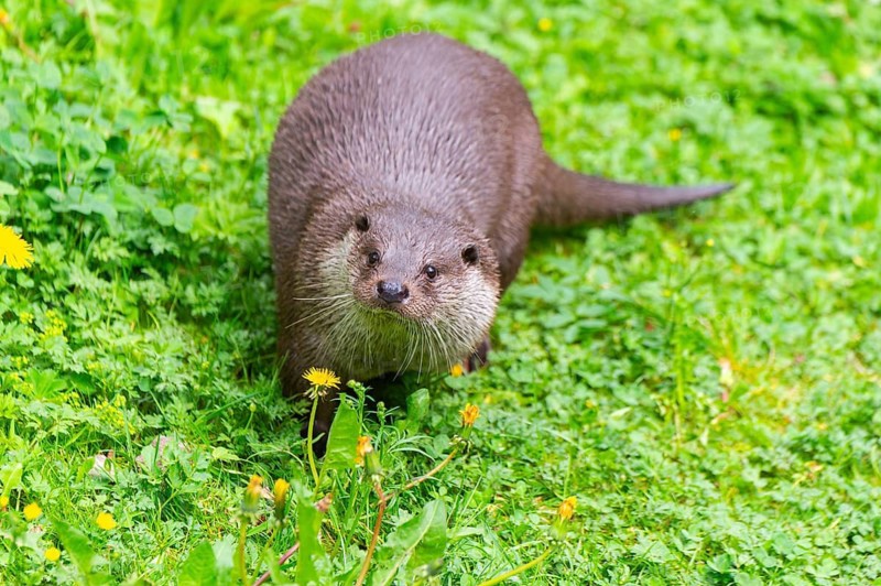 Eurasian otter (Lutra lutra) on a meadow, Bavaria, Germany