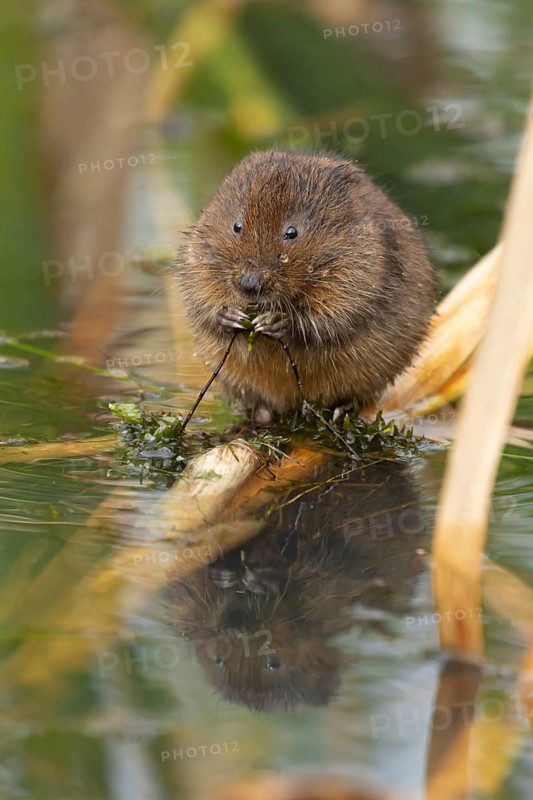 Water vole (Arvicola amphibius) adult rodent animal feeding on a pondweed leaf in a reedbed on a pond, England, United Kingdom