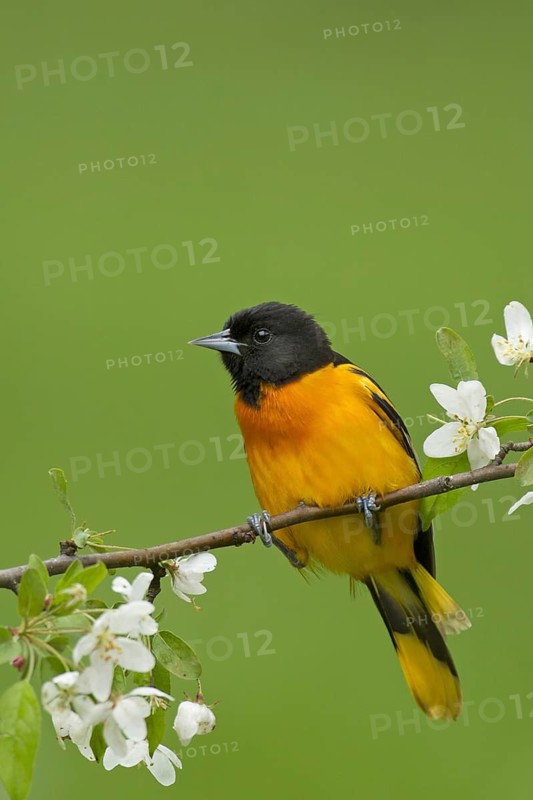 Baltimore Oriole (Icterus galbula) male, Ohio, USA