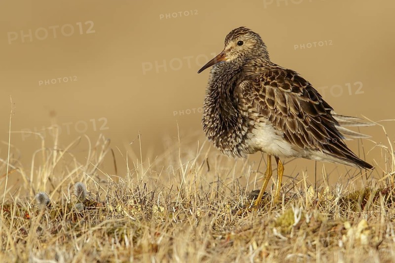 Pectoral Sandpiper (Calidris melanotos) on the tundra in Northern Alaska