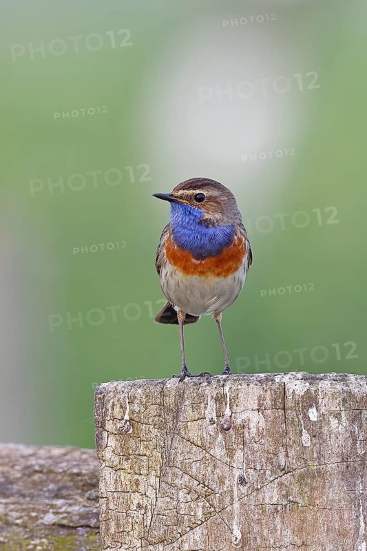 Bluethroat (Luscinia svecica cyanecula), male, on a pasture fence post, wildlife, Lembruch, Ochsen Moor, Dümmer nature park Park, Lower Saxony, Germany