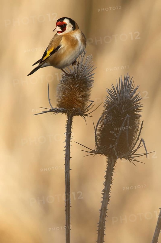 European Goldfinch (Carduelis carduelis), perched, Castile and Leon, Spain