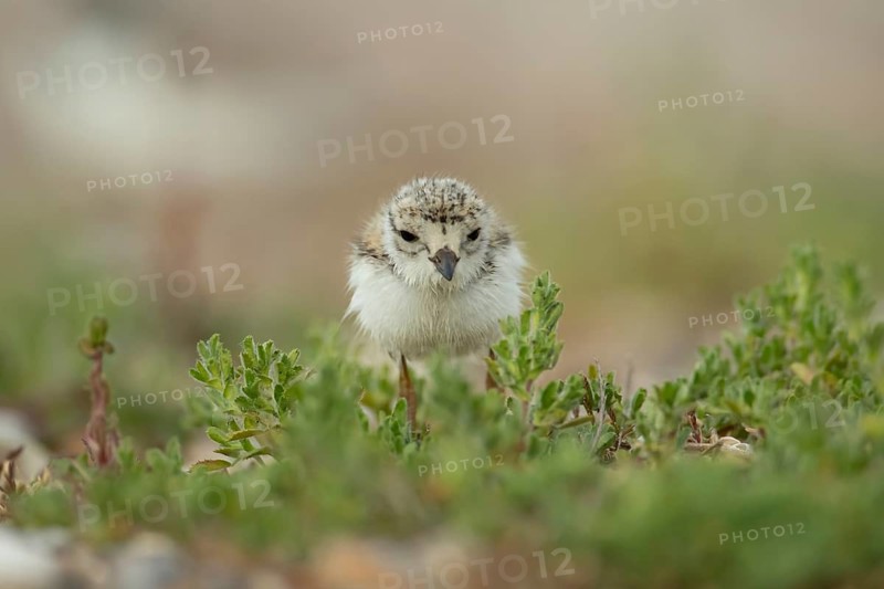 Ringed plover (Charadrius hiaticula) juvenile baby chick wading bird on a beach, Suffolk, England, United Kingdom
