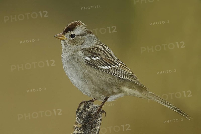 White-crowned Sparrow (Zonotrichia leucophrys), New Mexico, USA