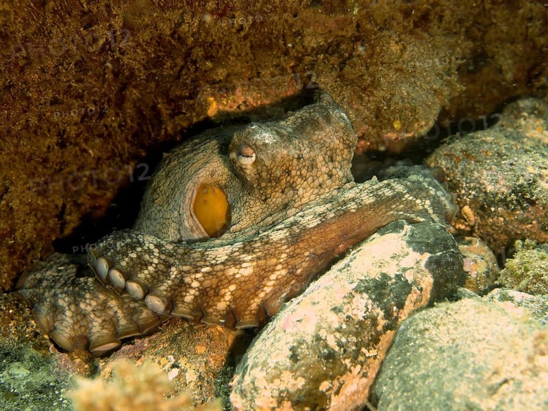 Common Octopus (Octopus vulgaris)