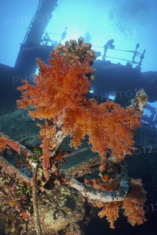 Hemprich's Tree Coral (Dendronephthya hemprichi)