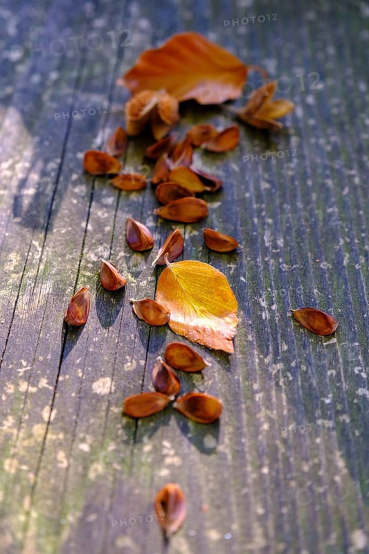 Beech nuts, beech, Tölzer Land, Upper Bavaria, Bavaria, Germany