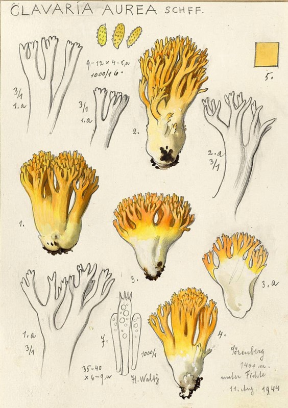 Mushroom, fungus, Golden yellow coral, Ramaria aurea, syn. Clavaria aurea, authentic reproduction of an illustration by Hans Walty (1868-1948) from about 1915, historical