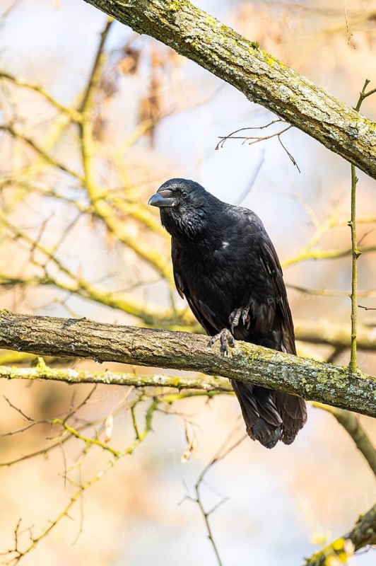 Carrion crow (Corvus corone) flying in a forest, Bavaria, Germany