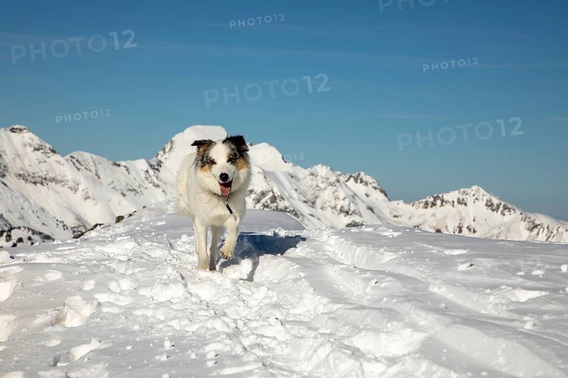An energetic dog runs happily on a snowy path against a backdrop of sharp mountain peaks under a clear blue sky. The dog appears to be thoroughly enjoying the wintery outdoor adventure