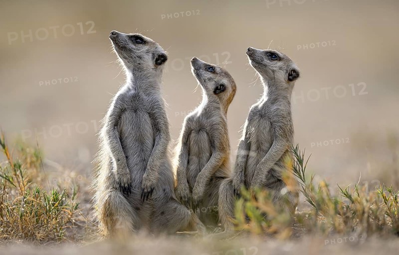 Meerkats or suricates (Suricata suricatta), Makgadikgadi Salt Pans, Makgadikgadi Pans National Park, Central District, Botswana