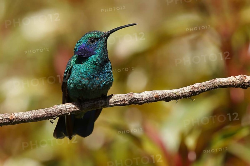 Green Violetear (Colibri thalassinus) perched on a branch, Costa Rica