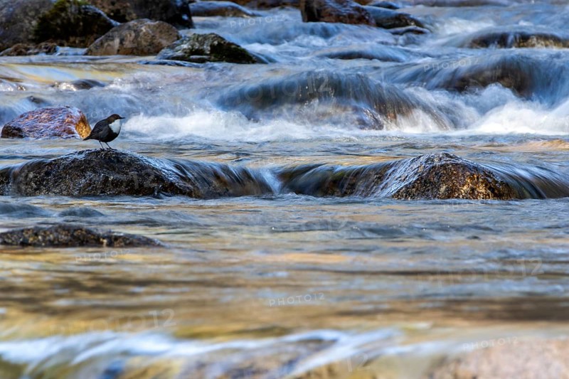 White-throated Dipper (Cinclus cinclus), Madrid, Spain