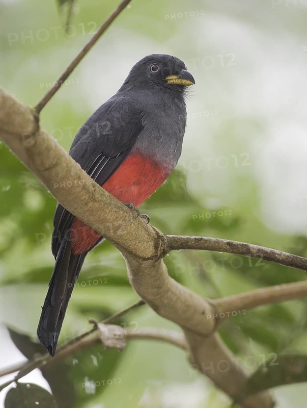 Choco Trogon (Trogon comptus) female, Rio Silanche, Ecuador