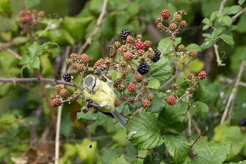 Blue tit (Cyanistes caeruleus) adult bird in a hedgerow feeding on blackberries in summer, England, United Kingdom