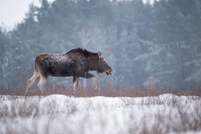 Eurasian elk (Alces alces alces), cow elk in a snow-covered forest clearing, Podlaskie Voivodeship, Poland