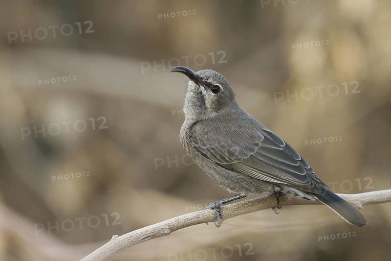 Shining Sunbird (Cinnyris habessinicus) female, Oman