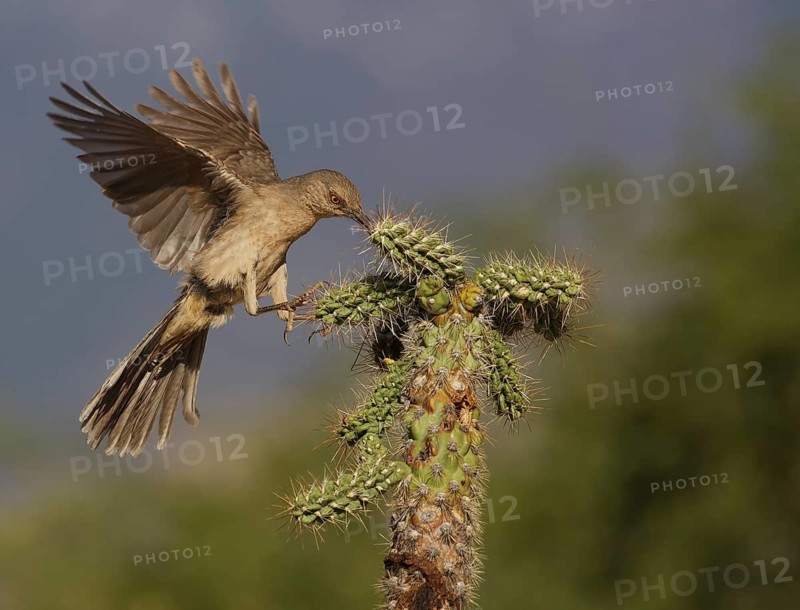 Curve-billed Thrasher (Toxostoma curvirostre) flying, Texas, USA