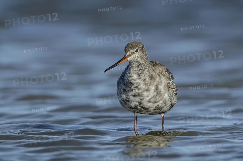 Spotted Redshank (Tringa erythropus), Schleswig-Holstein, Germany