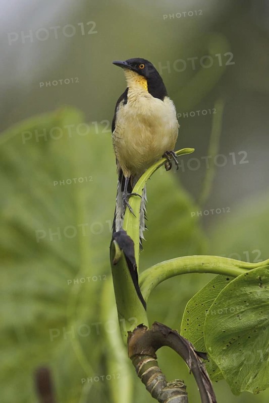Black-capped Donacobius (Donacobius atricapilla), Ecuador