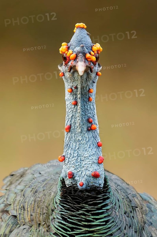 Ocellated Turkey (Meleagris ocellata) perched on the ground in Guatemala in Central America