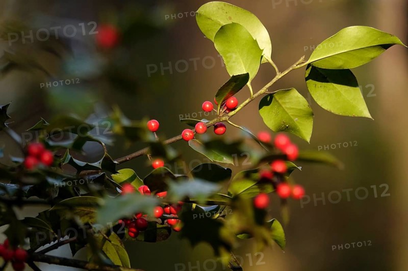 Ilex, Winter, Germany
