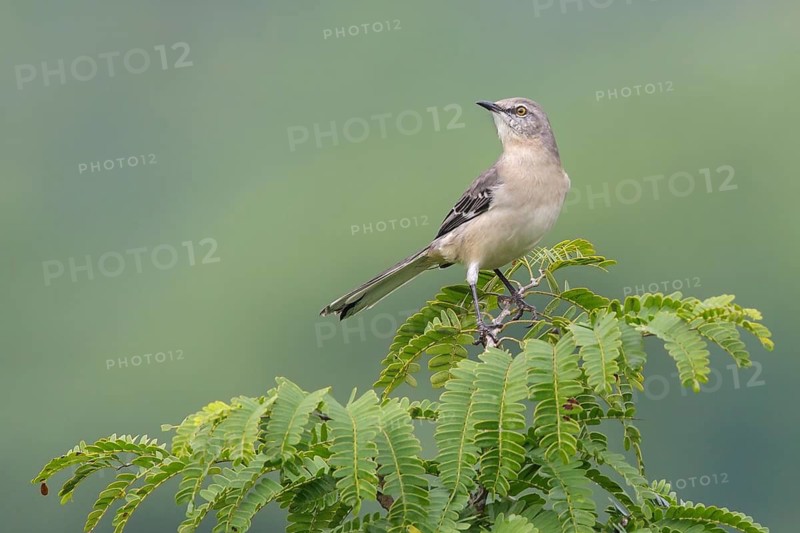 Northern Mockingbird (Mimus polyglottos) perched on a branch in Cuba
