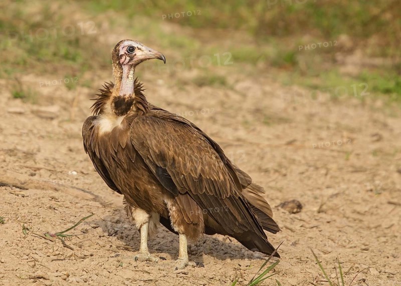 Hooded Vulture (Necrosyrtes monachus), Gambia