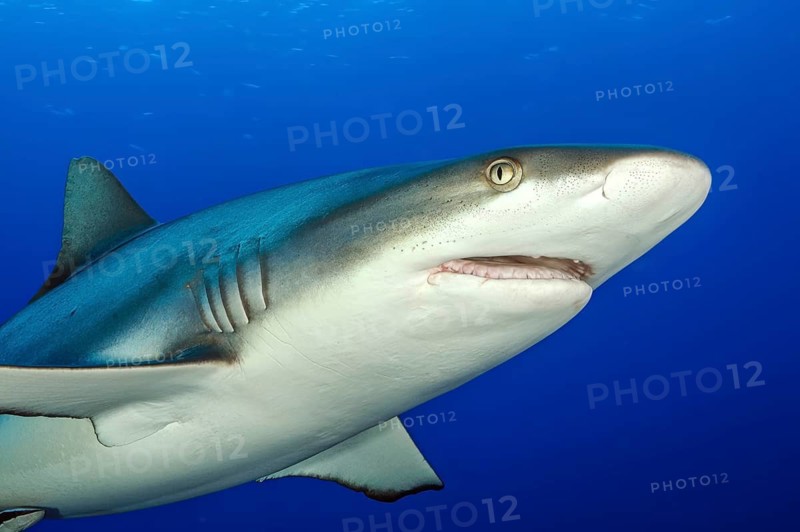 Underwater photo close-up of head and gills of Grey reef shark (Carcharhinus amblyrhynchos) swimming through open water blue sea, tropical seas, Red Sea, Indian Ocean, Pacific Ocean