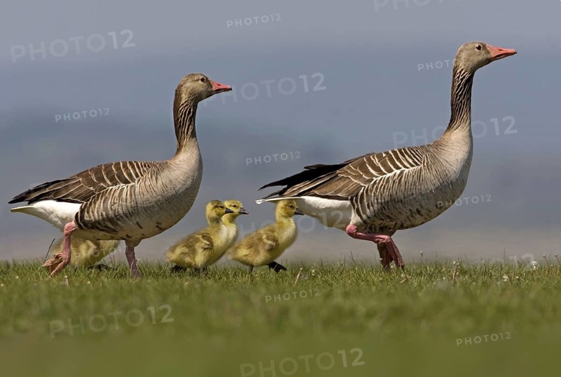 Greylag Goose (Anser anser) with chicks, Seewinkel, Austria